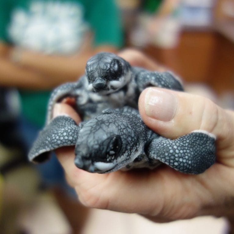 Hatchling leatherback turtles, just a few hours after emerging, are brought to the Florida Atlantic University Marine Laboratory where they are examined before joining the study colony The goal is to return some of these hatchlings to the wild with satellite tags to see where they go. © Photo by Michael Scholl | Save Our Seas Foundation