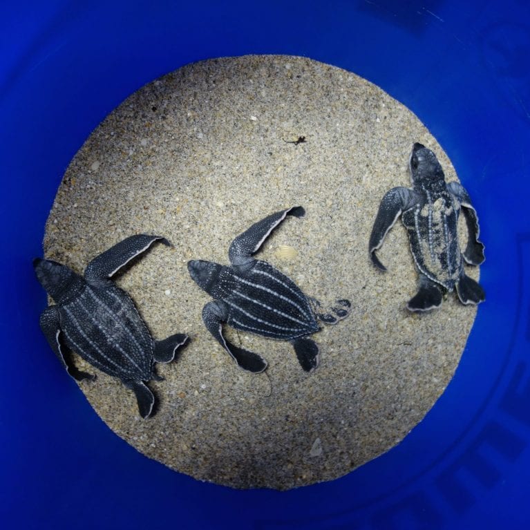 These three leatherback hatchlings are awaiting release They are stragglers left behind in the nest after their clutch-mates emerged They will get a chance to use their huge flippers later when they are taken for release. © Photo by Michael Scholl | Save Our Seas Foundation