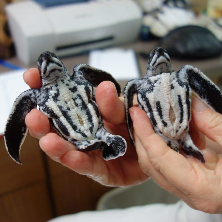 Leatherbacks have unique colouration Their top shells are black with white lines and their bottom shells have black lines The baby turtle on the right is a straggler leatherback that didn’t completely hydrate and unfold after coming out of the egg The turtle on the left is normal. © Photo by Michael Scholl | Save Our Seas Foundation