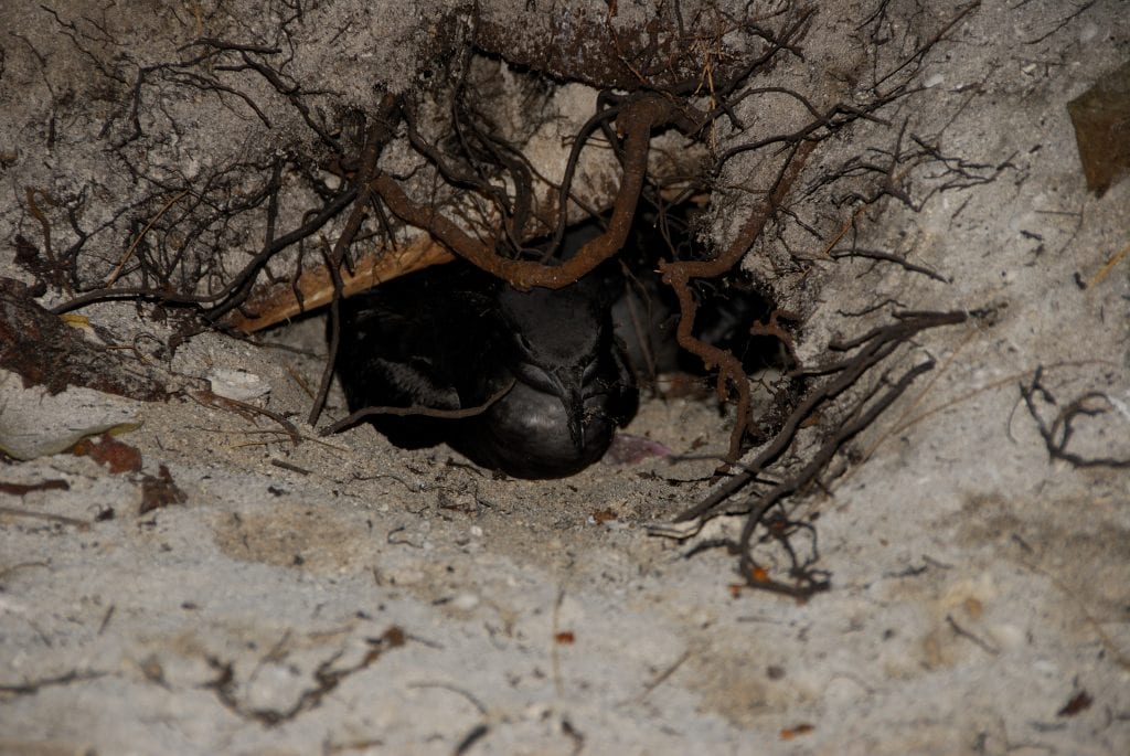 Wedge-tailed shearwaters in their burrow.