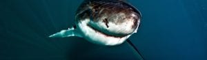 KOCK Alison - White sharks matter