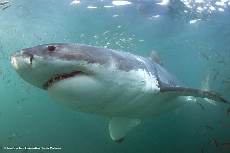 Living with sharks Save Our Seas Foundation