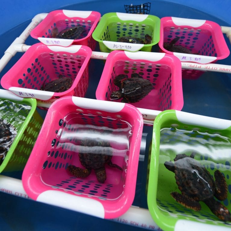 While in the lab, the young turtles are marked to identify individuals and housed in floating baskets to allow healthy growth and prevent fighting. © Photo by Michael Scholl | Save Our Seas Foundation