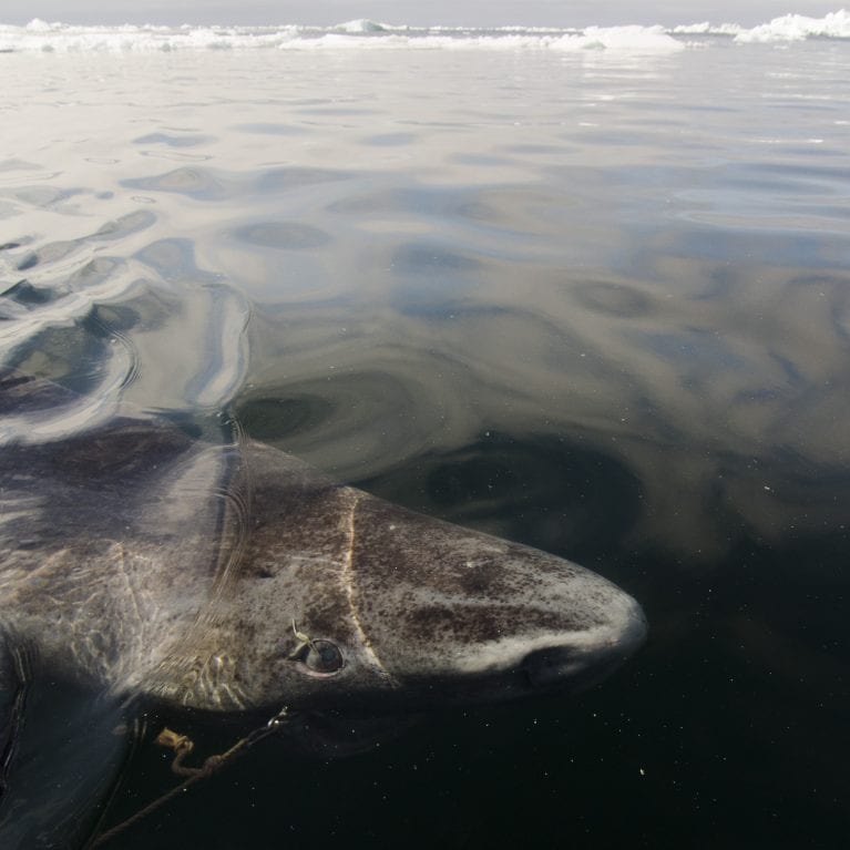 A Greenland shark in clear water Notice the distinct parasitic copepod attached to the cornea of its eye It has been speculated that the copepod may be beneficial to the shark as it could act as a lure, attracting prey. © Photo by Julius Nielsen