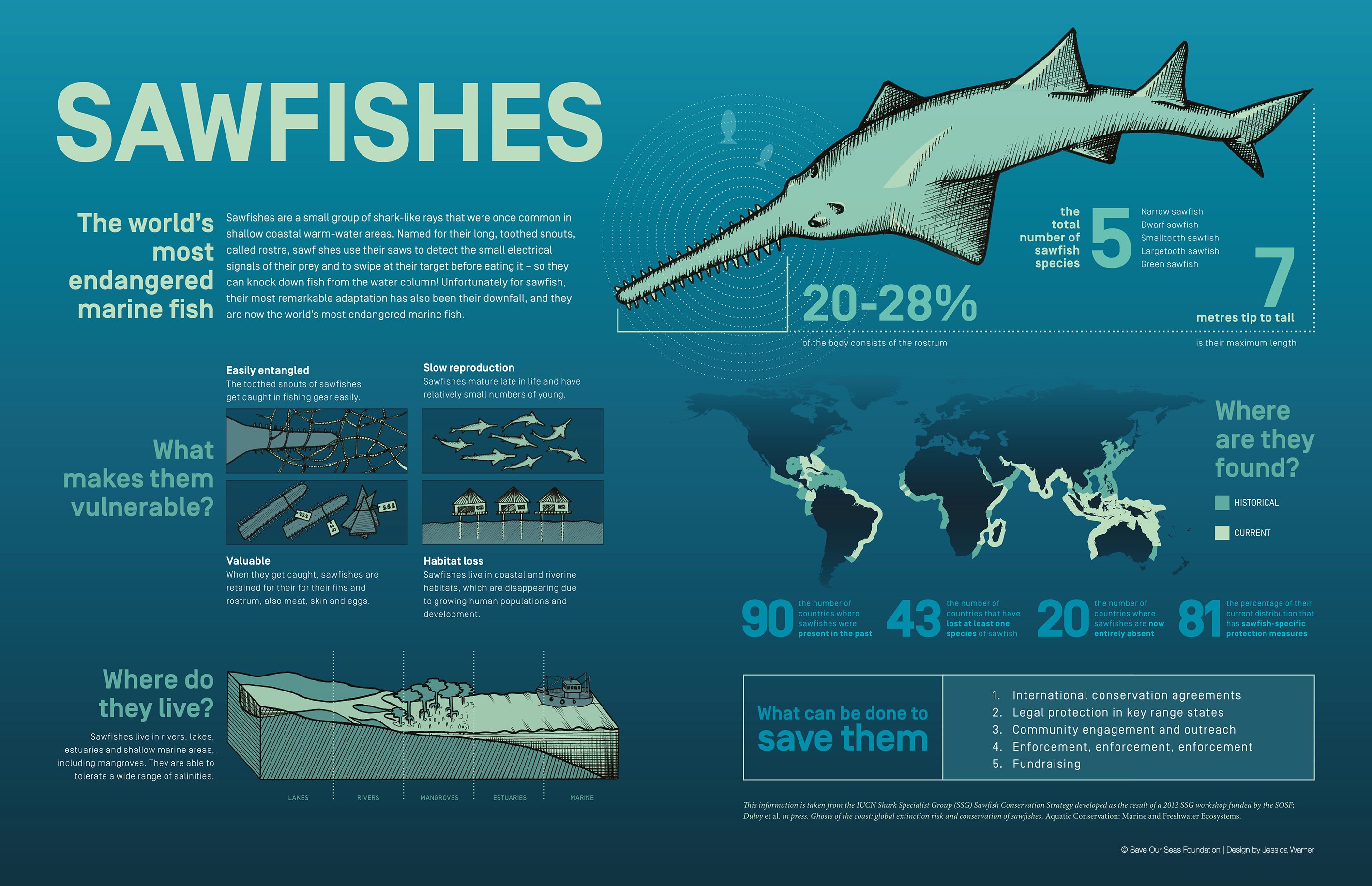 sawfish, infographic, marine, science, endangered, animal, sawfish conservation, ray, conservation
