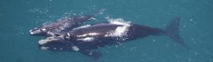 VINDING PETERSEN Katia - ID shot-southern right whales