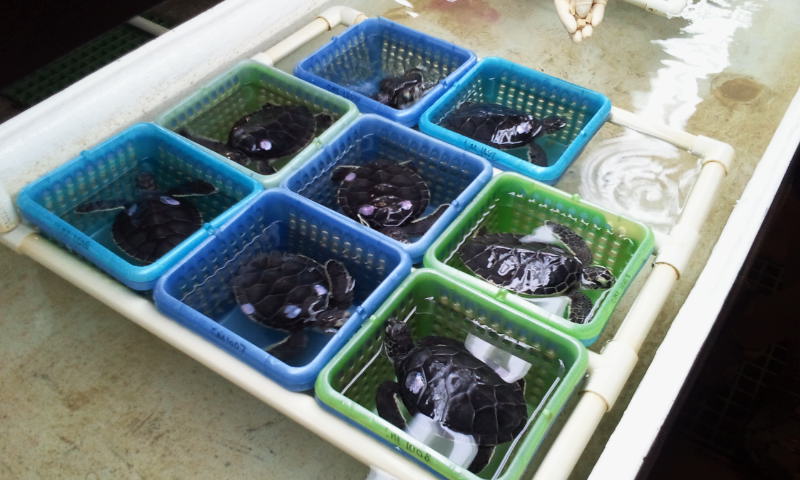 A volunteer feeds baby leatherback turtles at Gumbo Limbo Nature Center. The center is home to Wyneken’s laboratory, one of the few in the world to study and then release baby sea turtles. (Photos by Rachel Hatch)