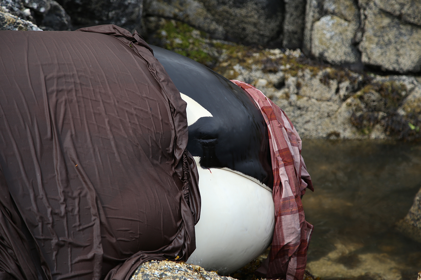 Orca Rescue Story