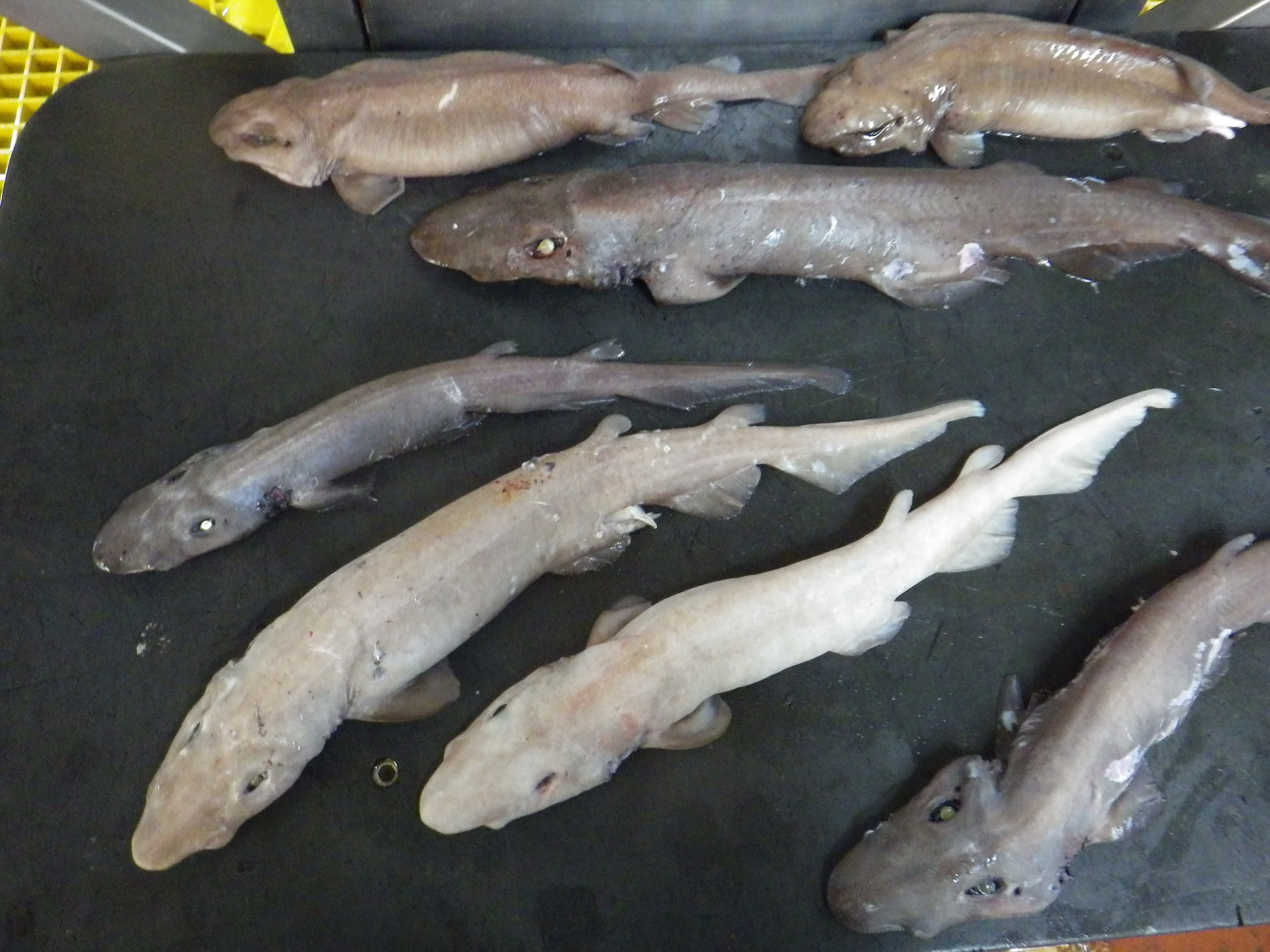These catsharks might not look like much, but they are all species new to science and currently without formal names.