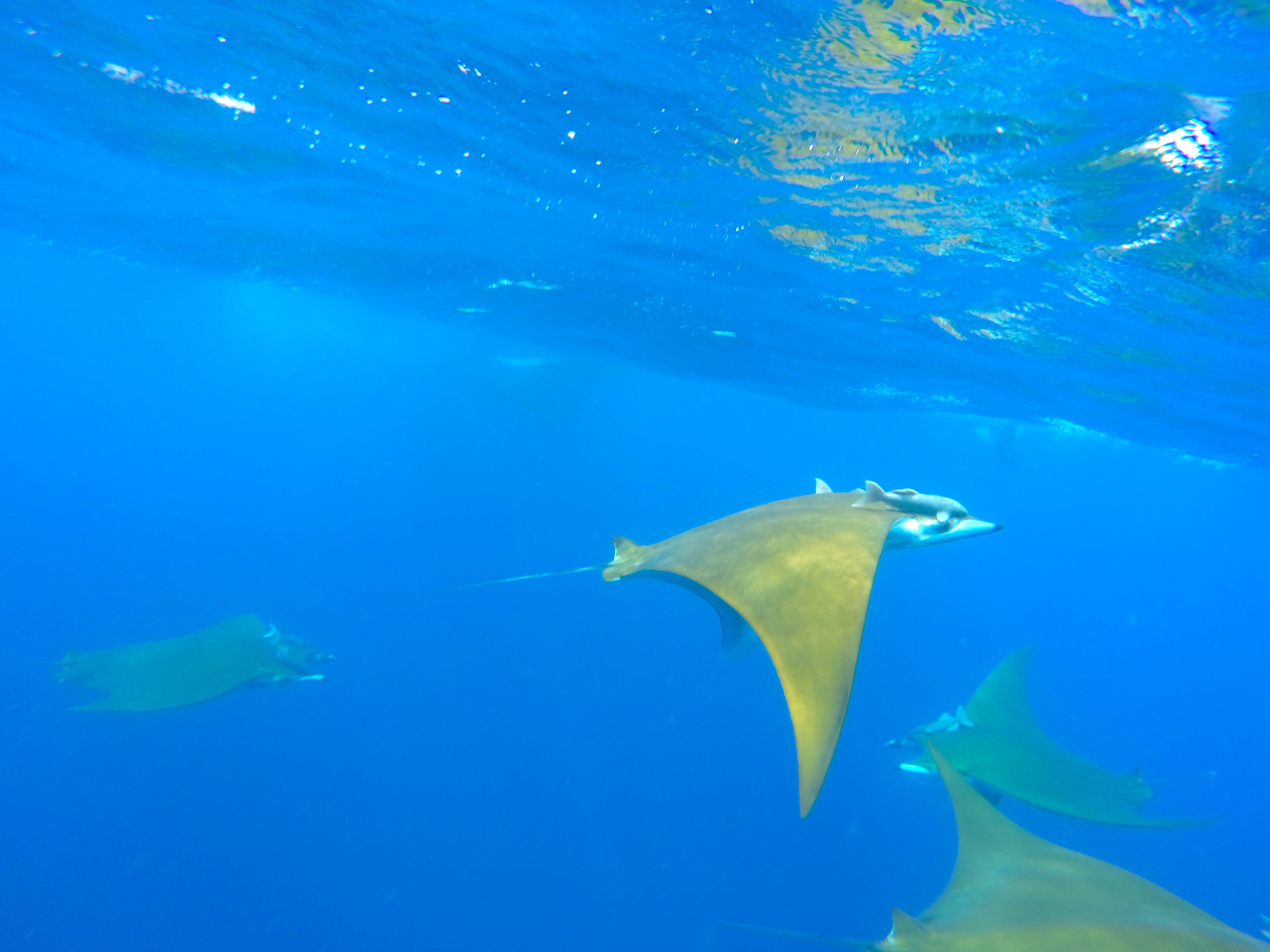 Chilean devil rays, Mobula tarapacana are gentle and curious creatures that often come extremely close to us while we are free diving. 