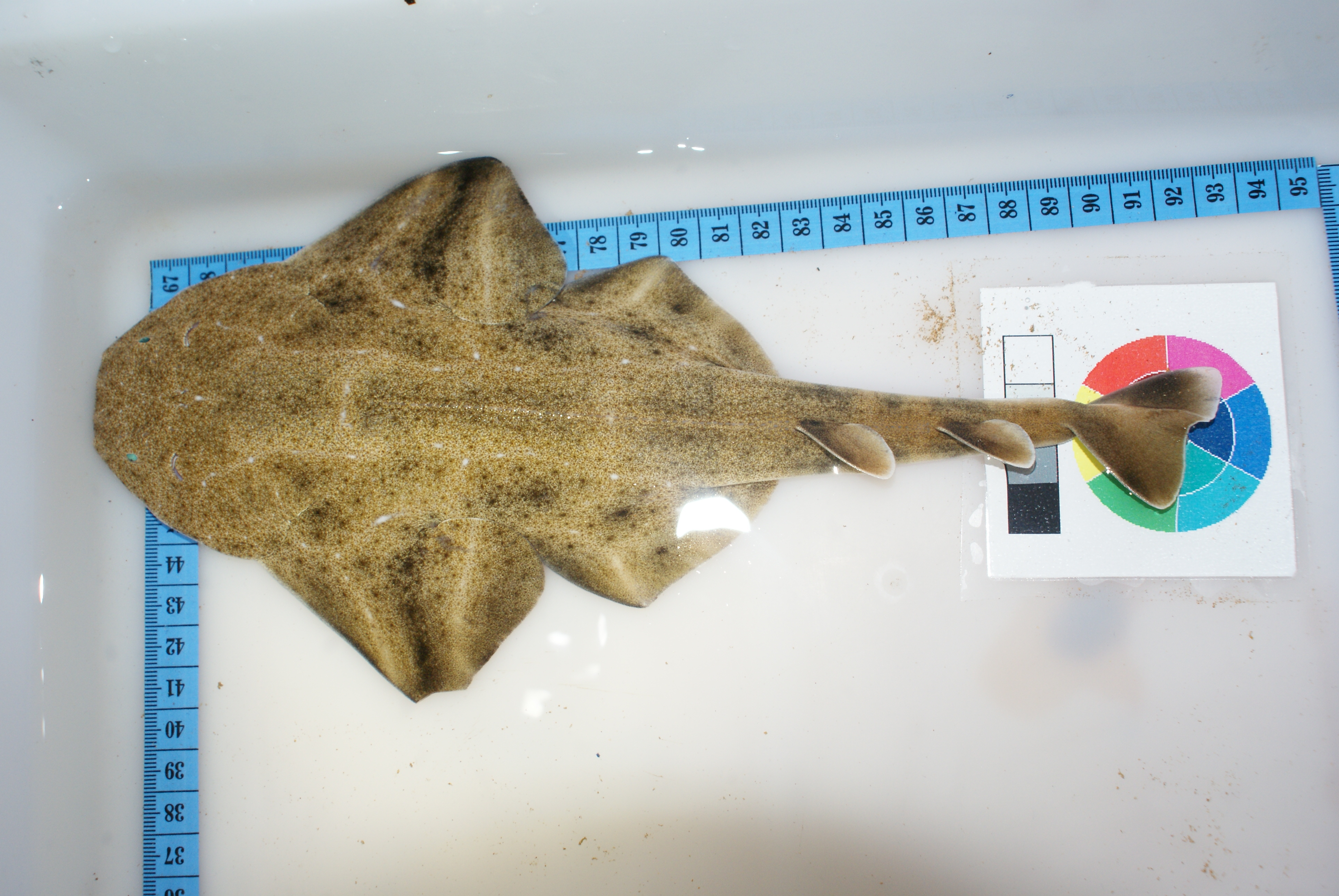 Juvenile angel shark measured, photographed and ready to be tagged. 