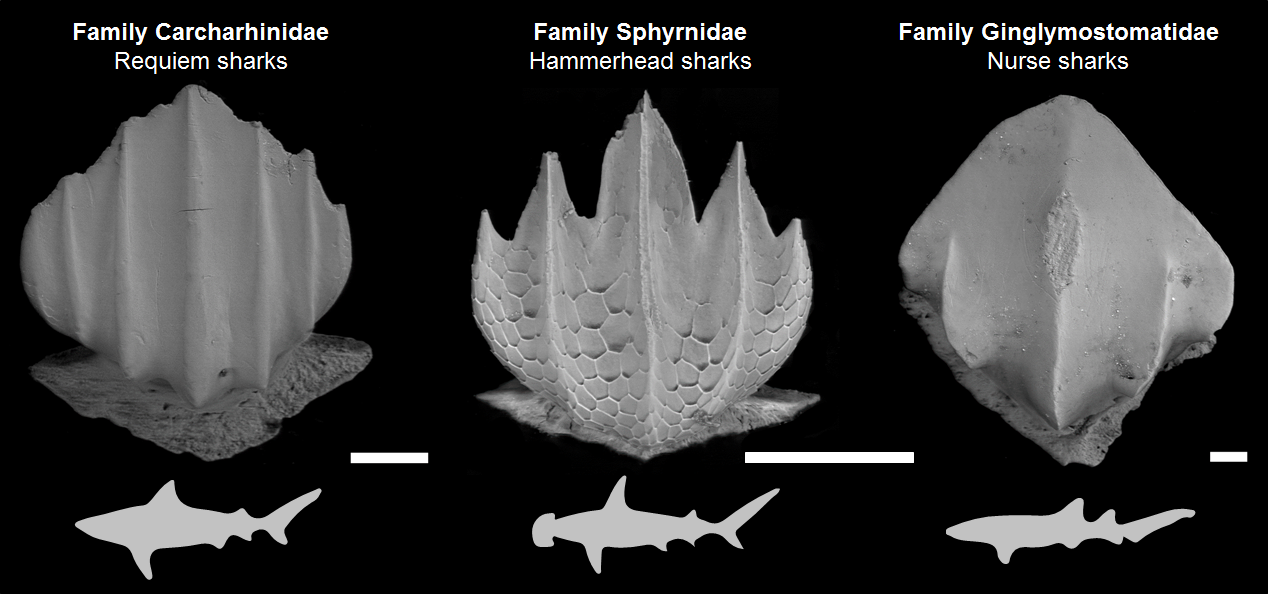 Scanning electron microscope (SEM) images of shark dermal denticles from the three main shark families represented in our sediment samples. A blacknose shark Carcharhinus acronotus denticle is shown for family Carcharhinidae, a scalloped hammerhead Sphyrna lewini denticle for family Sphyrnidae, and a nurse shark Ginglymostoma cirratum denticle for family Ginglymostomatidae. All the denticles were isolated from pieces of skin excised from preserved museum specimens. Scale bar = 100µm.