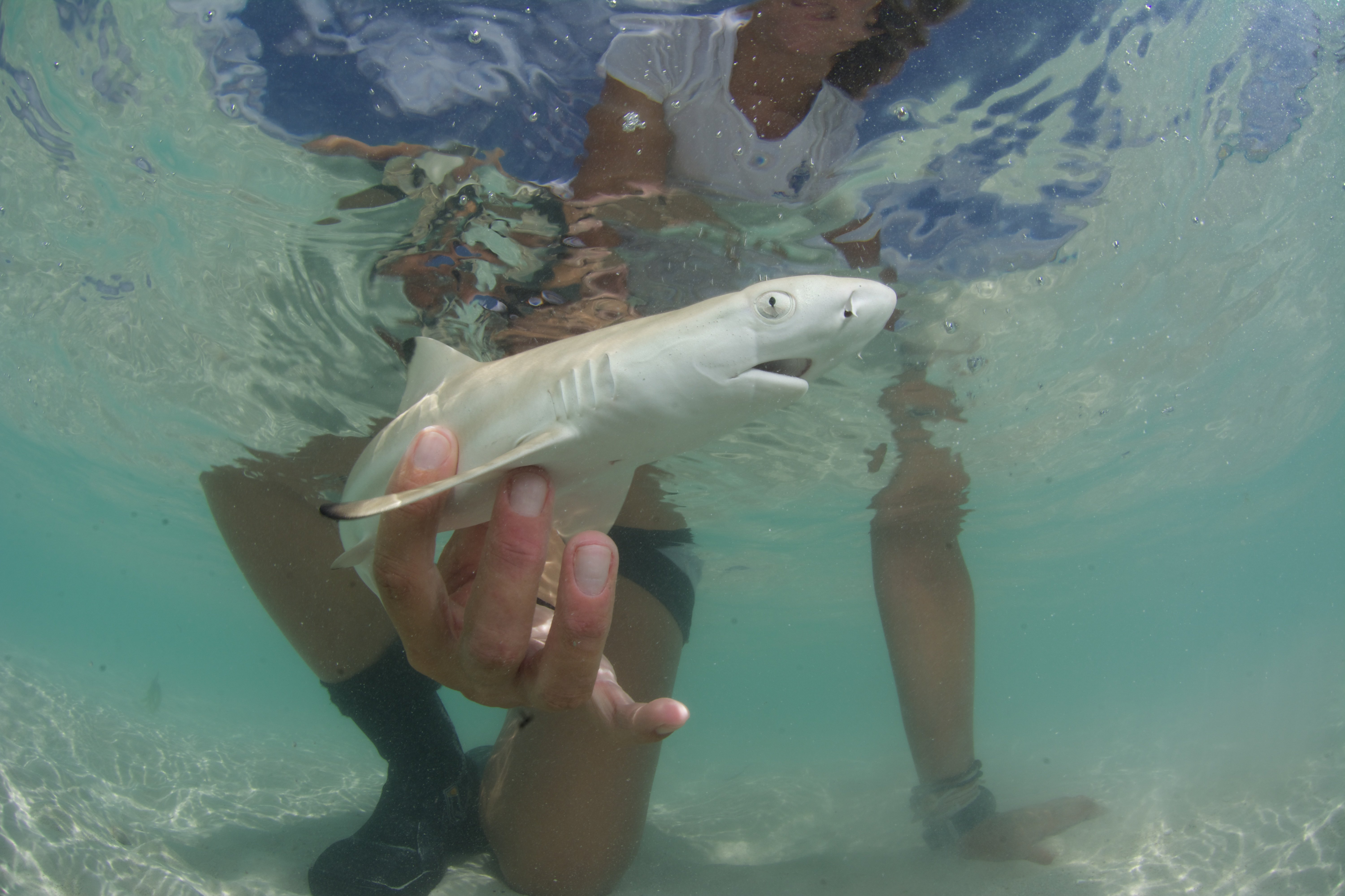 The smallest neonate blacktip reef shark (a male, 39.5 cm long) we’ve caught so far, on 13 October 2015 at St Joseph Atoll.