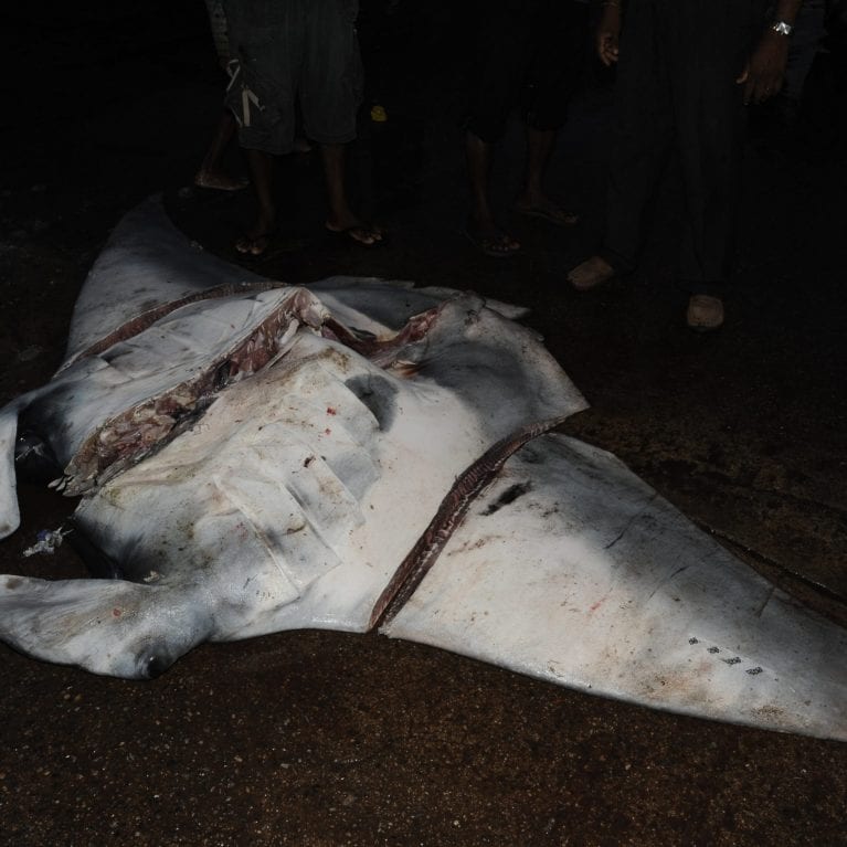 While their size and speed mean mantas have very few natural predators, they face a significant threat from humans Every year, hundreds of mantas and mobula rays (the smaller cousins of manta rays) are killed around the world Many are victims of by-catch, getting caught in fishing gear used to catch other species But mantas are also specifically targeted. © Photo by Guy Stevens | Manta Trust