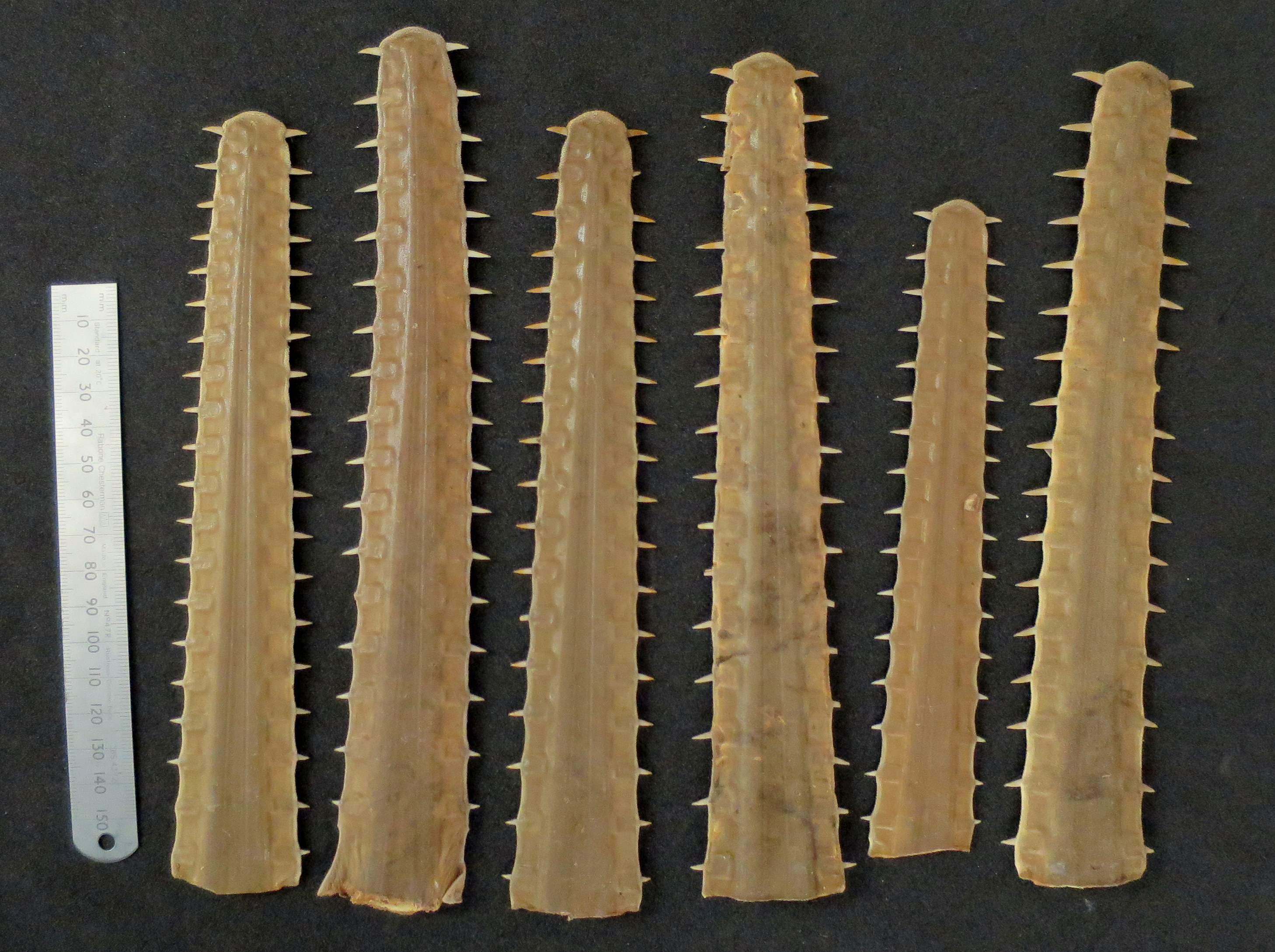 A handful of saws from young largetooth sawfish Pristis pristis collected from The Gambia River in 1974. 