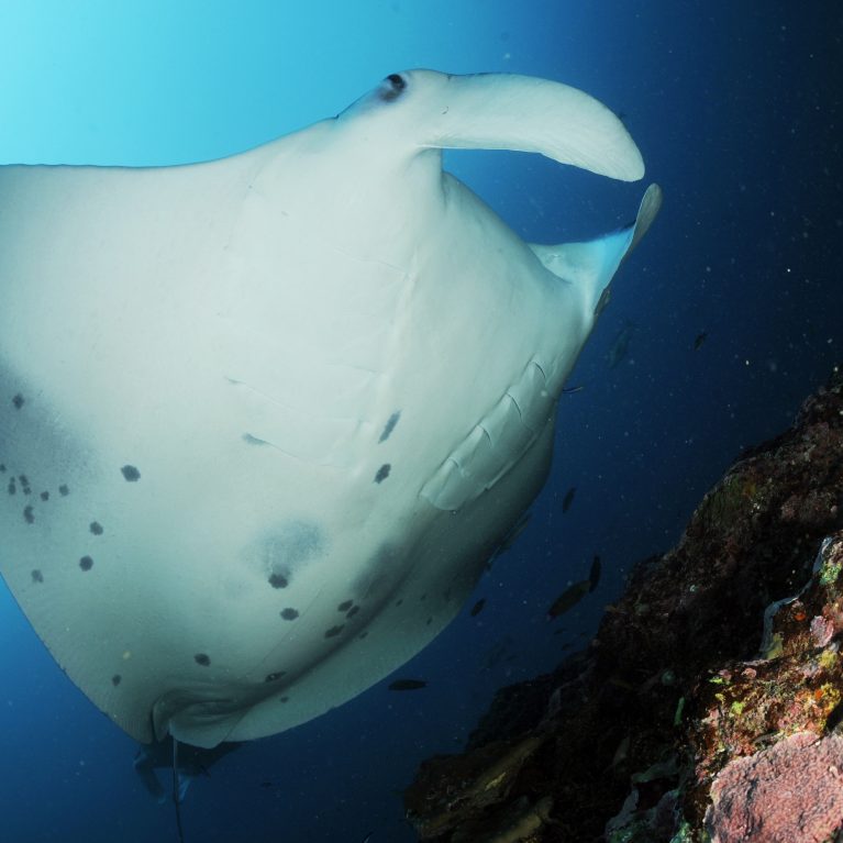 Manta magnificence | Save Our Seas Foundation