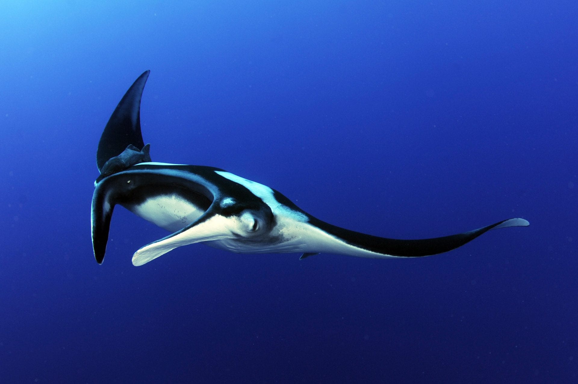 Manta magnificence - Save Our Seas Foundation