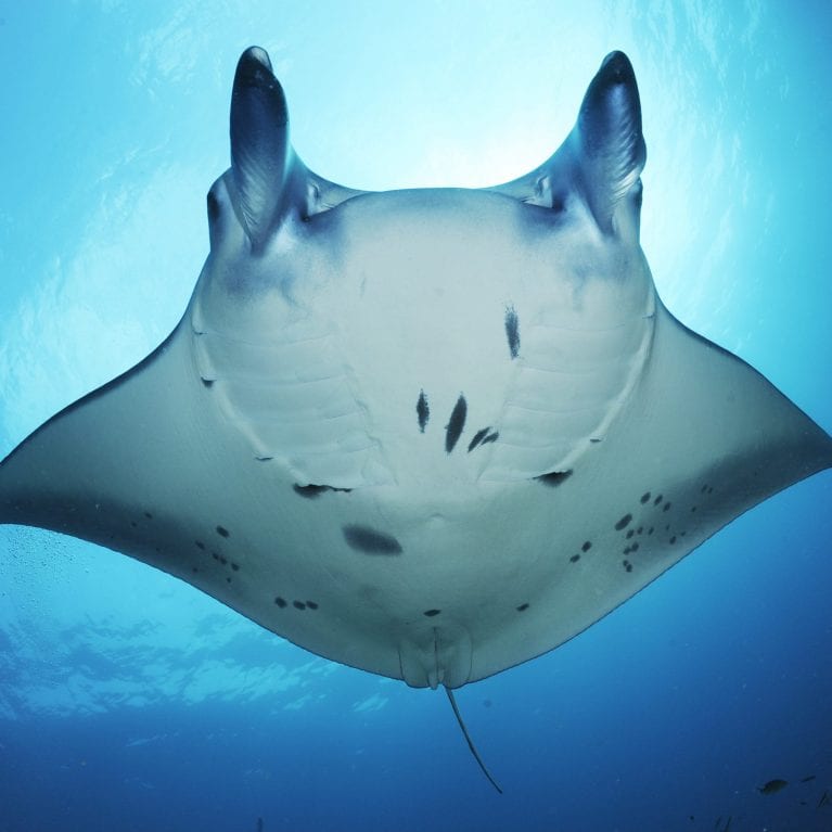 A growing list of countries are beginning to understand the true economic value of manta rays through ecotourism, and the benefits it can bring for impoverished communities Many of the nations that fished mantas heavily, including Indonesia, have now turned their stance towards protecting these animals in their waters Manta Trust scientists are using a variety of research techniques to uncover more about the lives of these mysterious rays With a better understanding of where they go and why, we can provide sound knowledge that governments and communities can use to make more informed conservation management decisions. © Photo by Guy Stevens | Manta Trust