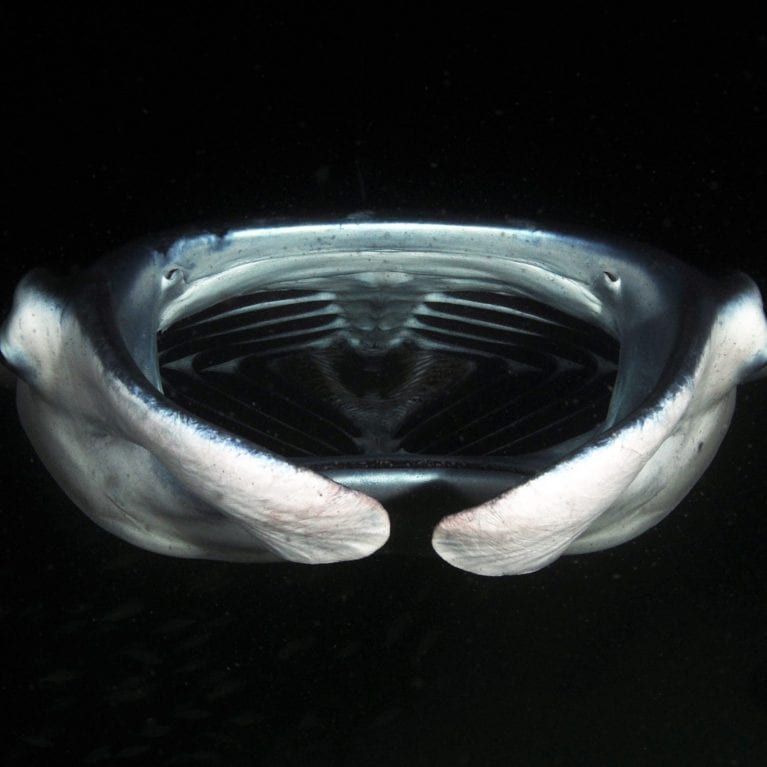 Despite their enormous size and giant mouths, manta rays are gentle giants that feed only on the ocean’s smallest inhabitants – tiny zooplankton! With their mouths wide open, they swim through patches of zooplankton and use specially modified gills, called gill pates, to filter these microscopic animals from the water column. © Photo by Guy Stevens | Manta Trust