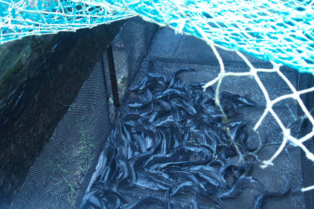 Catfish raised at Lekki Lagoon, Nigeria as part of a program to teach former manatee hunters aquaculture in exchange for them giving up hunting. To date participants have raised and sold over 1200 pounds of catfish. 