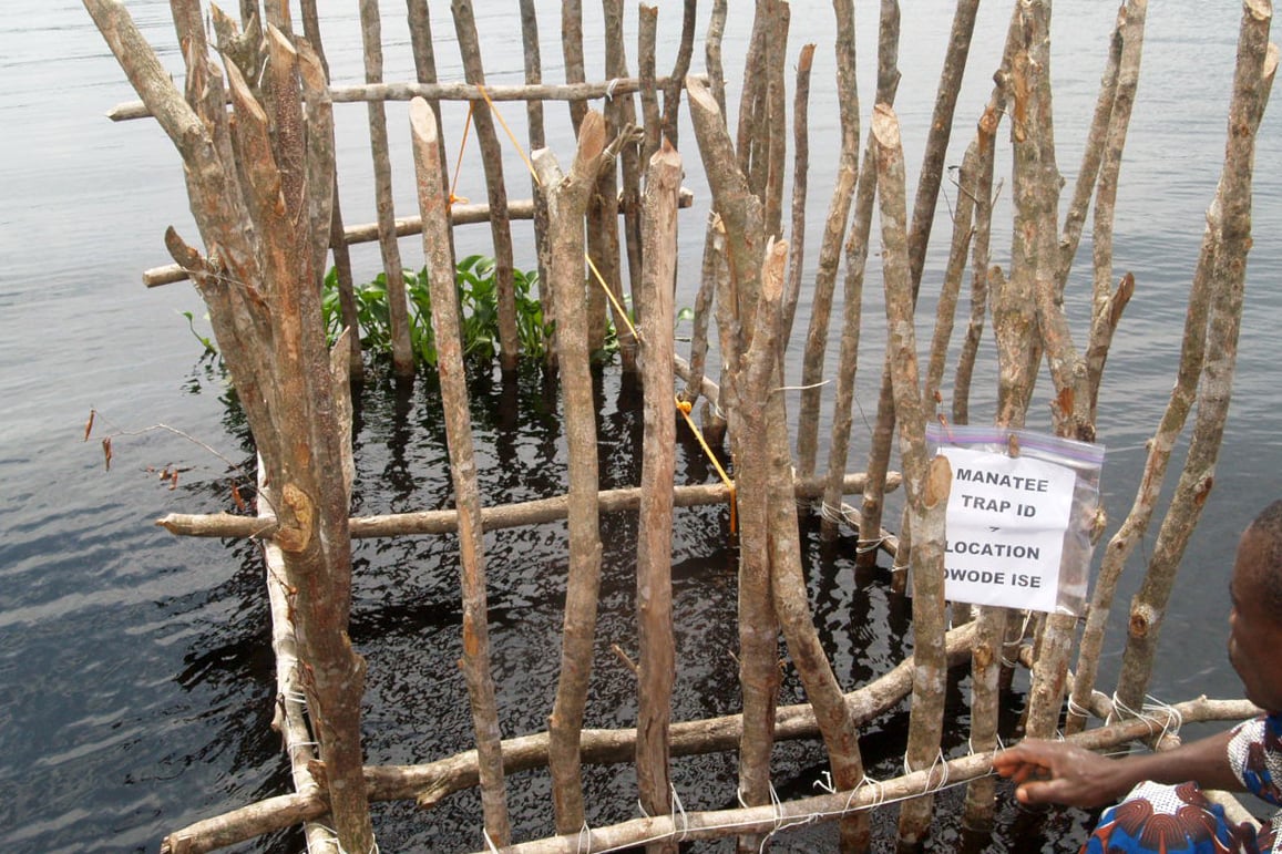 Manatee trap marked for removal at Lekki Lagoon, Nigeria as part of a program to teach catfish aquaculture to former manatee hunters in exchange for them giving up hunting. 