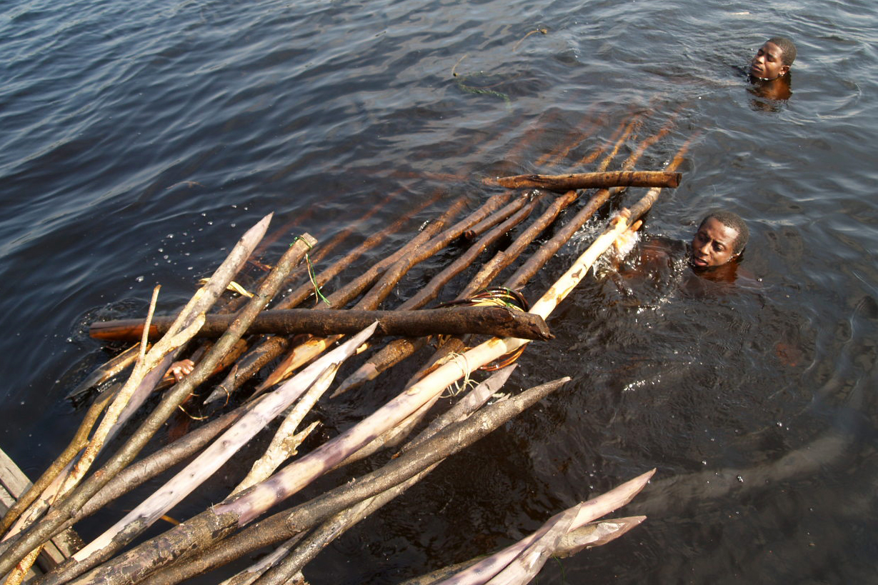 Manatee trap removal at Lekki Lagoon, Nigeria as part of a program to teach catfish aquaculture to former manatee hunters in exchange for them giving up hunting. 