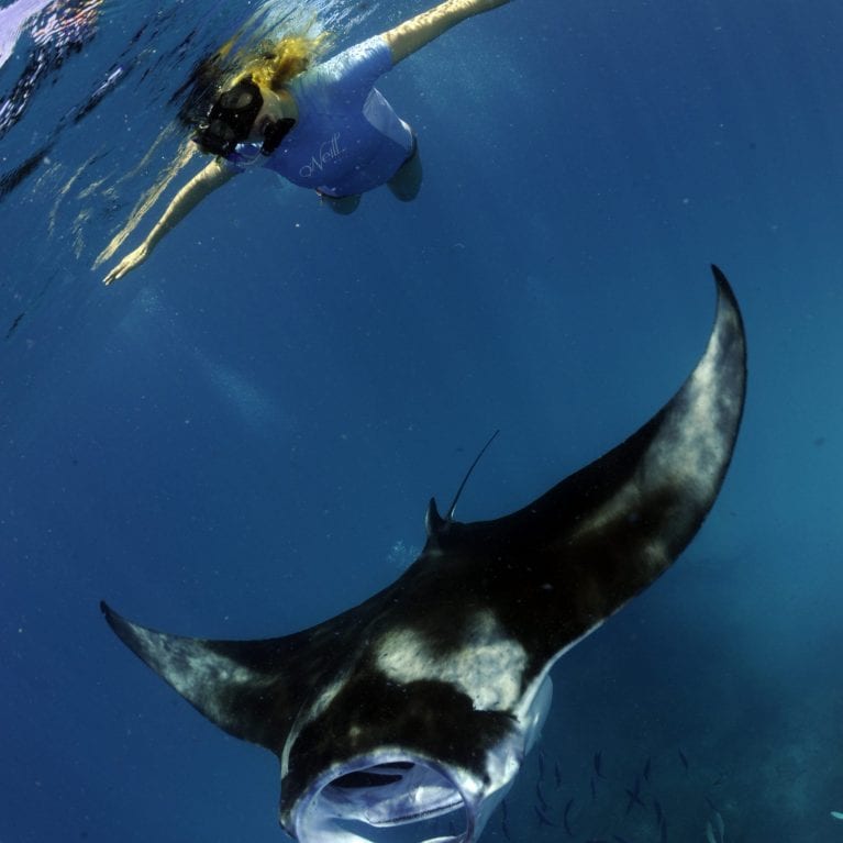 Fortunately mantas have a ‘ray of hope’ in the ecotourism industry Thousands of divers and snorkelers are willing to pay large sums of money for the chance to swim alongside these majestic animals, meaning that mantas are worth far more alive than dead A recent study estimated that the global value of the manta ray-watching industry totals US$140-million per year!. © Photo by Guy Stevens | Manta Trust