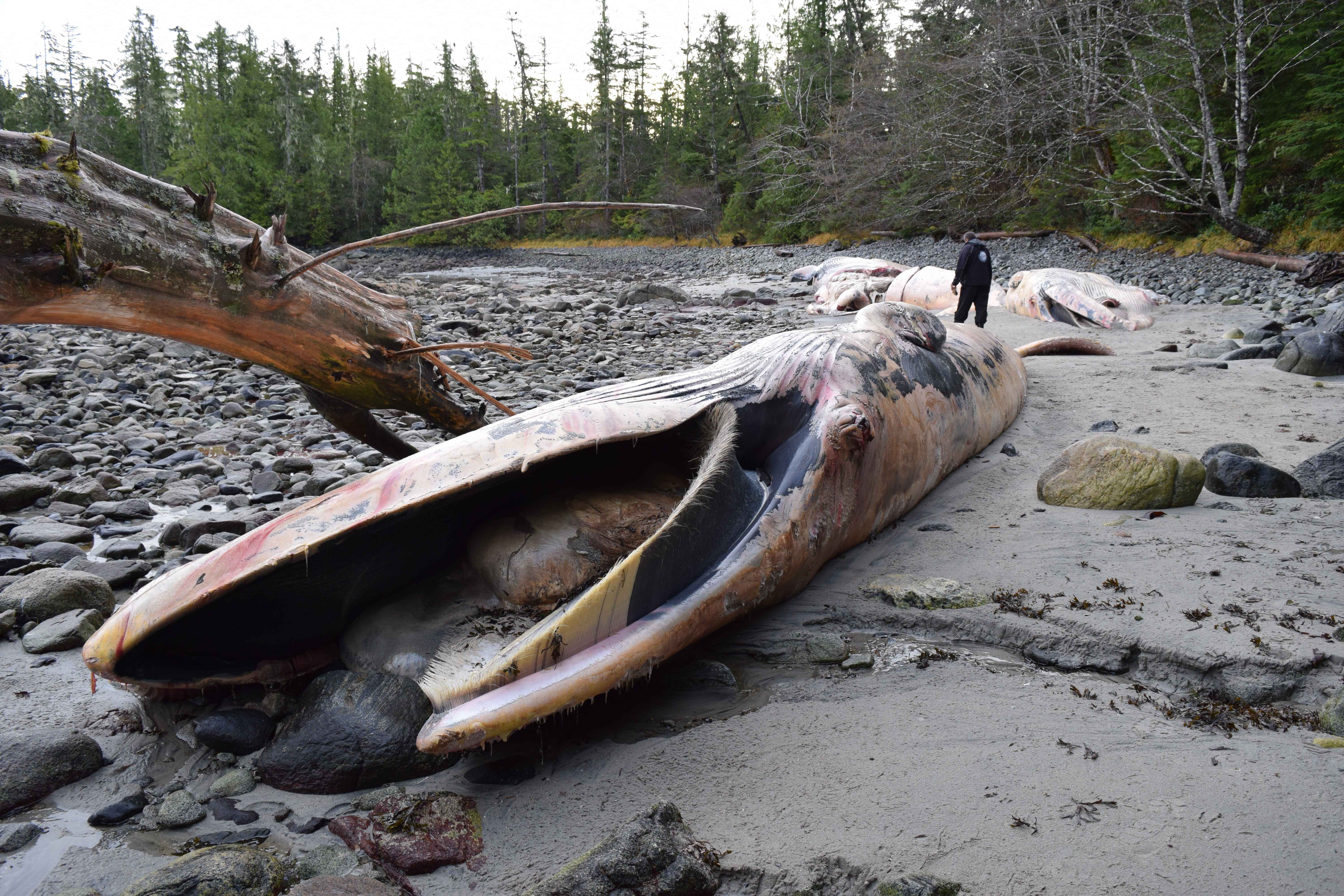 CHAN Diana - tanker ban wont save BC's whales