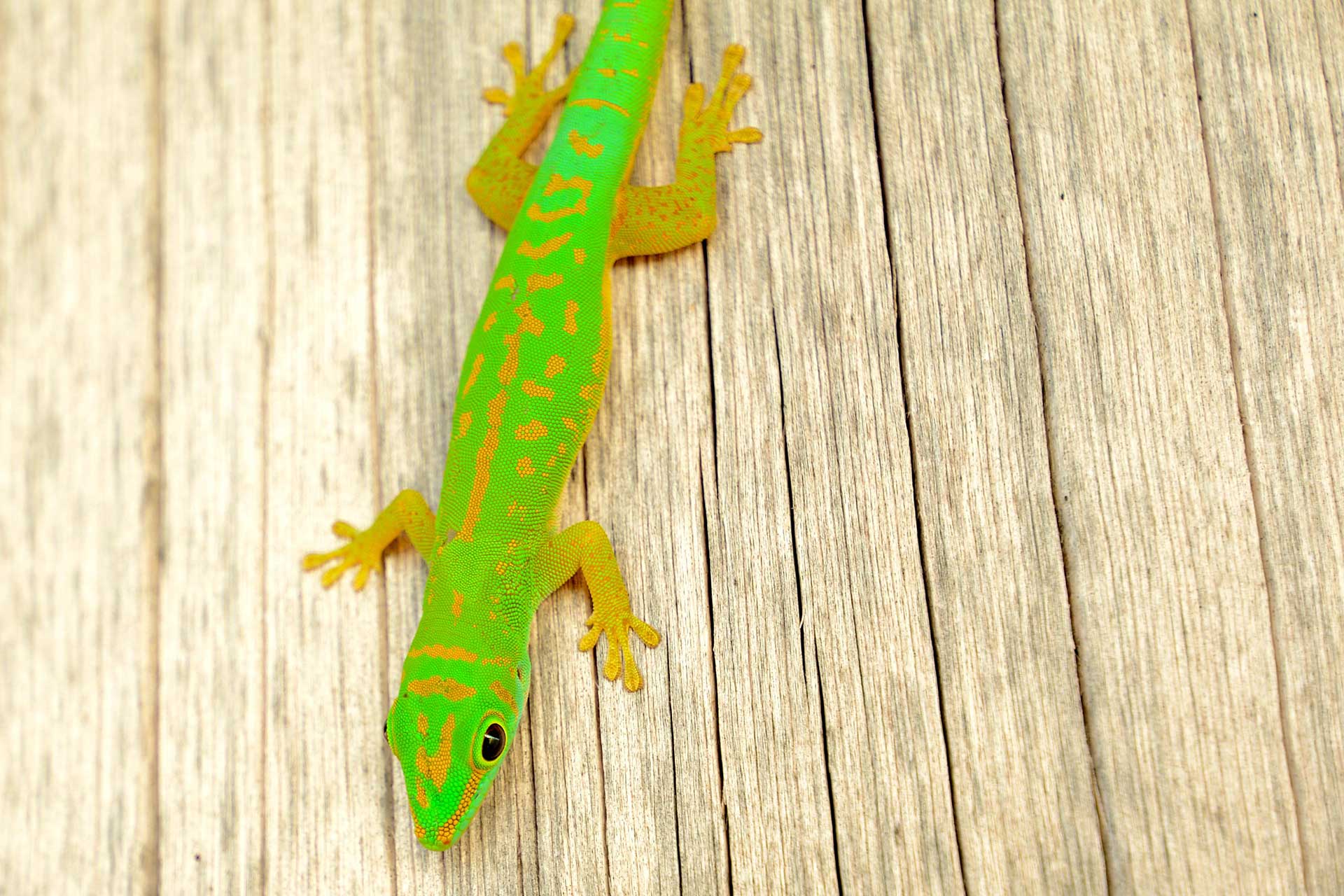 A day gecko glows in the afternoon light. 