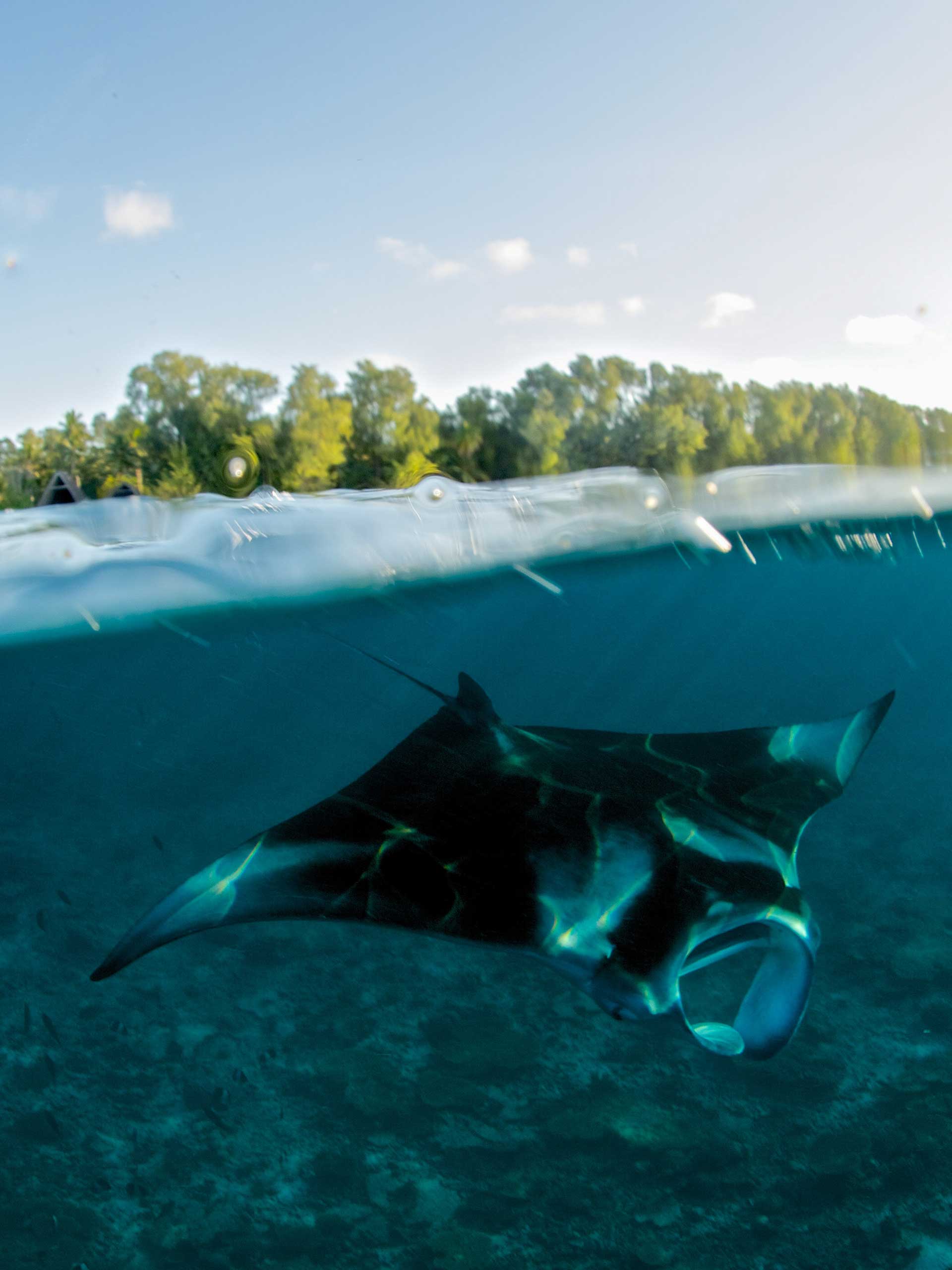A manta glides above the reef that fringes the edges of D'Arros island. 