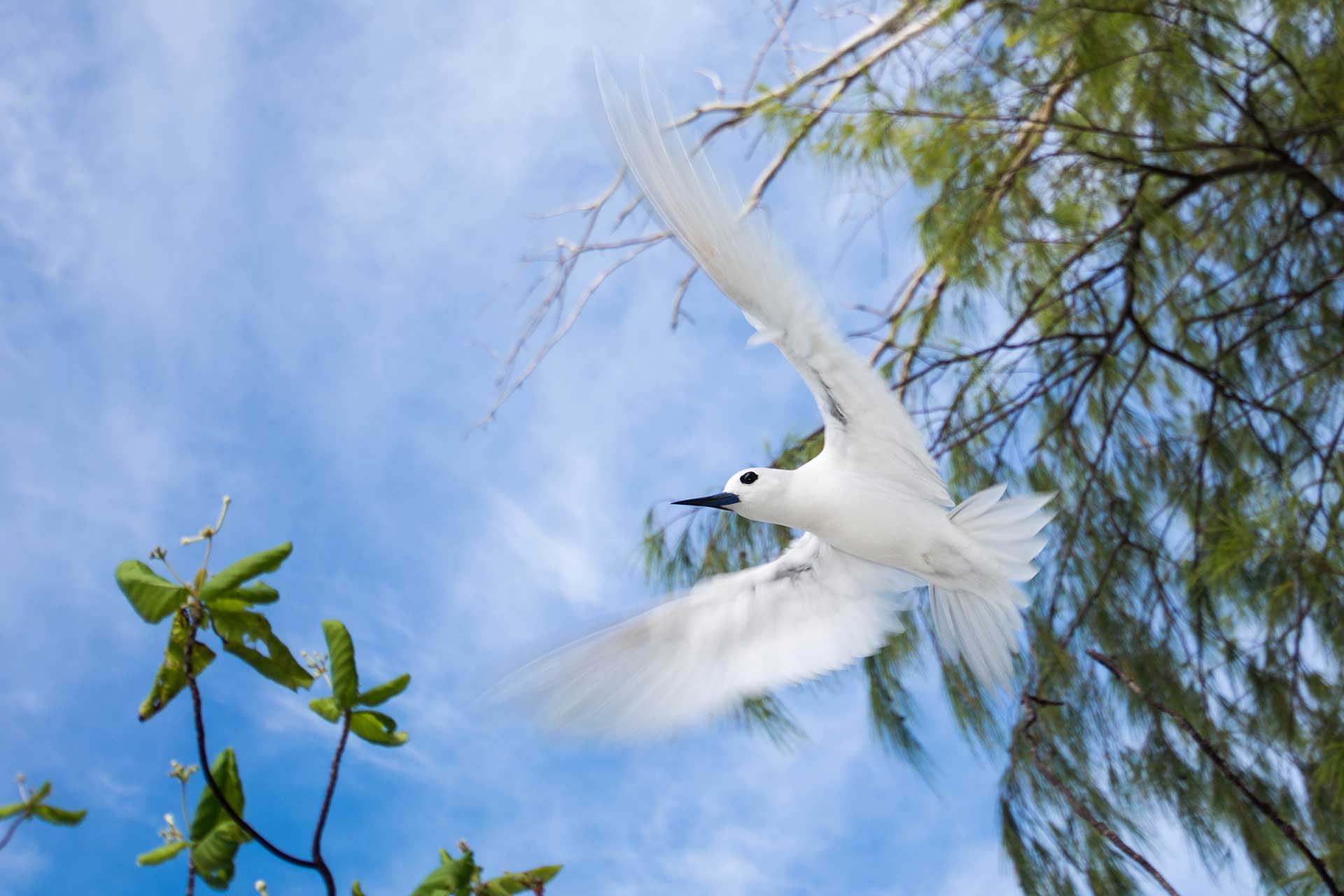 Fairy tern in flight. 
