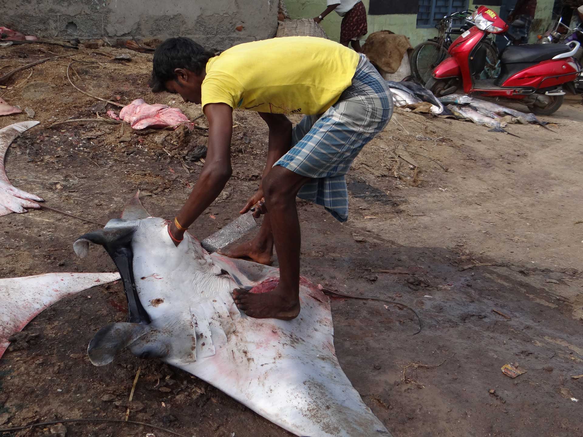 The mobulid fishery in India - Save Our Seas Foundation