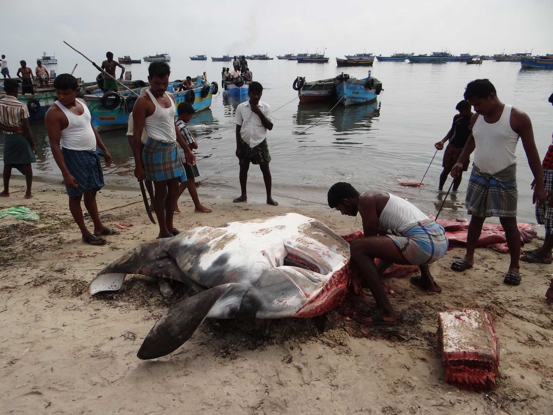 THEIVASINGAMANImohanraj - Mobulid fishery in India