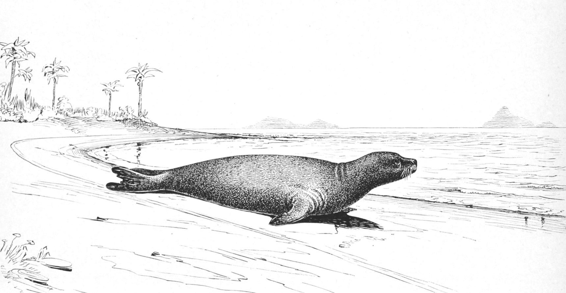 Seal beach etching
