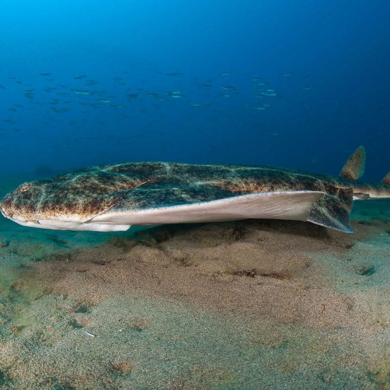 Angel Shark Project  Las Palmas de Gran Canaria