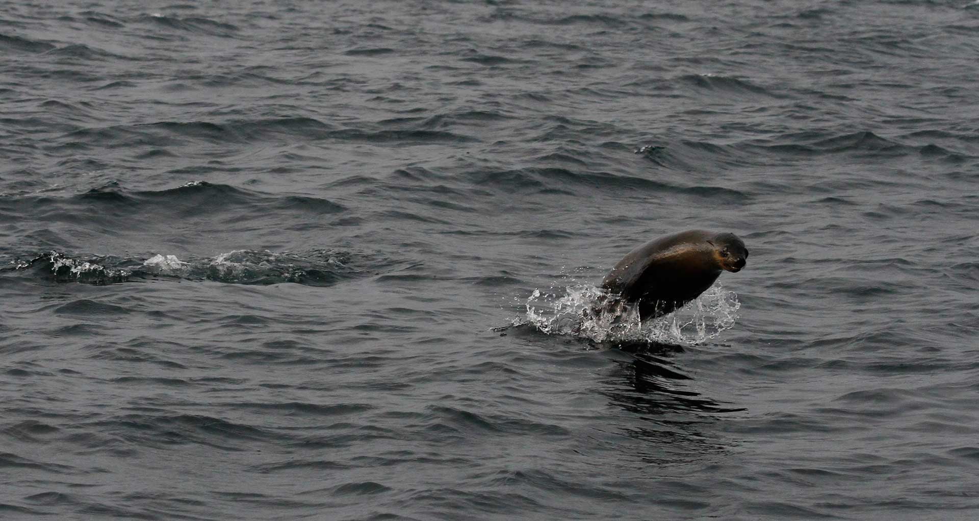KOCKalison - a seal's survival guide