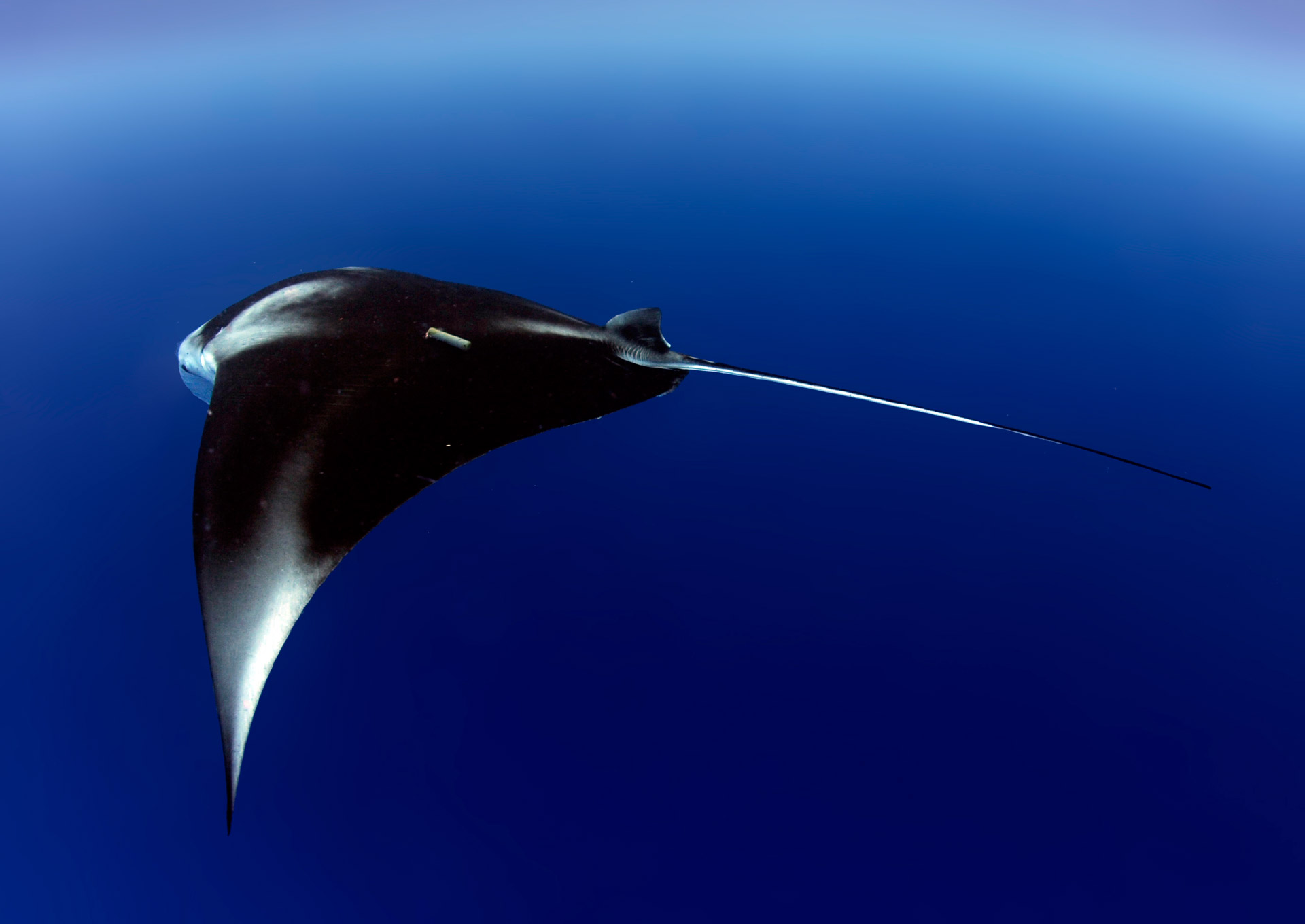 An acoustically tagged reef manta ray. Photo by Guy Stevens | © Manta Trust