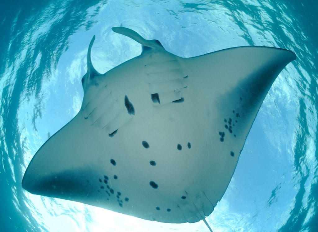 Spotting Manta Spots - Save Our Seas Foundation