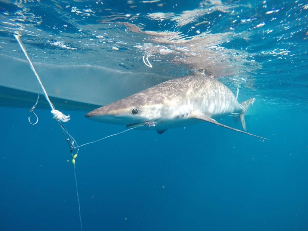 Night shark fever - Save Our Seas Foundation