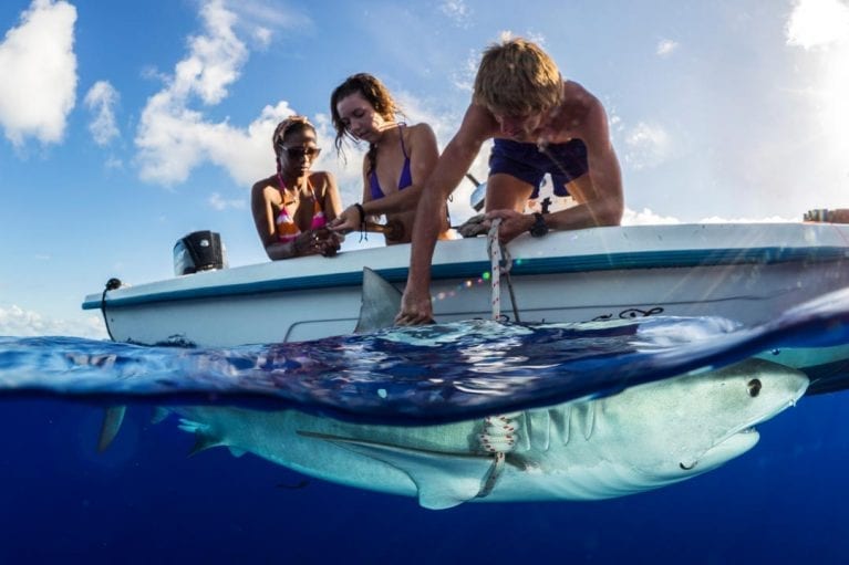 'Shooting' for the Sharklab Save Our Seas Foundation