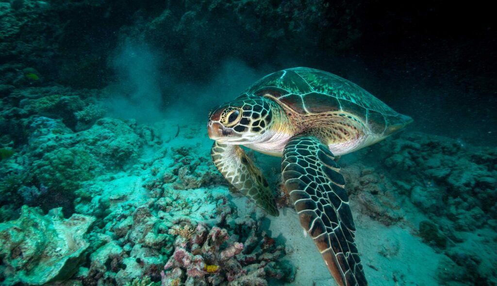 In the past, thousands of green turtles were killed and exported from the Seychelles for turtle soup. They received full protection in 1994 and the new reserve will provide them with an important haven.