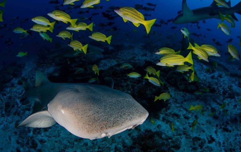Tawny nurse sharks, along with various other species, are abundant at D’Arros’ reef. 
Photo by Byron Dilkes | Danah Divers