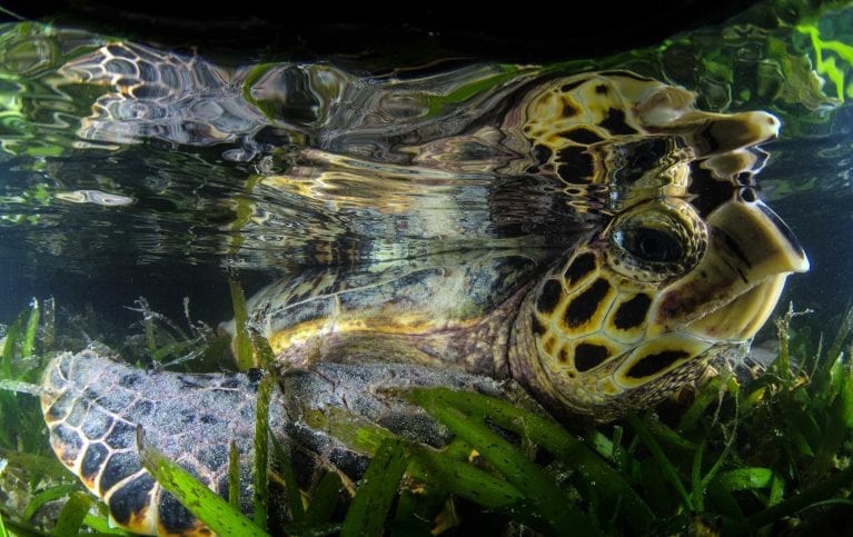 An endangered hawksbill turtle rests in the sea grass at St Joseph Atoll. Unlike green turtles, hawksbills eat sponges rather than sea grass. 
Photo by Byron Dilkes | Danah Divers