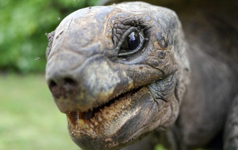 Petit Four, the largest of the giant Aldabra tortoises on D’Arros, weighs more than 150 kilograms and is over eighty years old. 
Photo by James Lea | Danah Divers