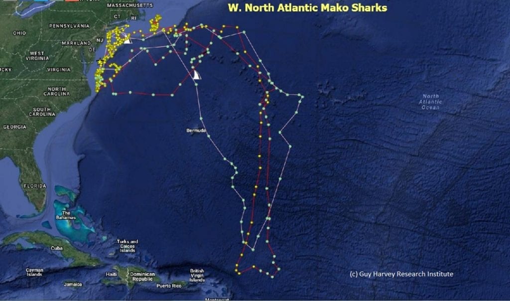 Long-term Satellite Tracking Brings New Insights Into Shortfin Mako 