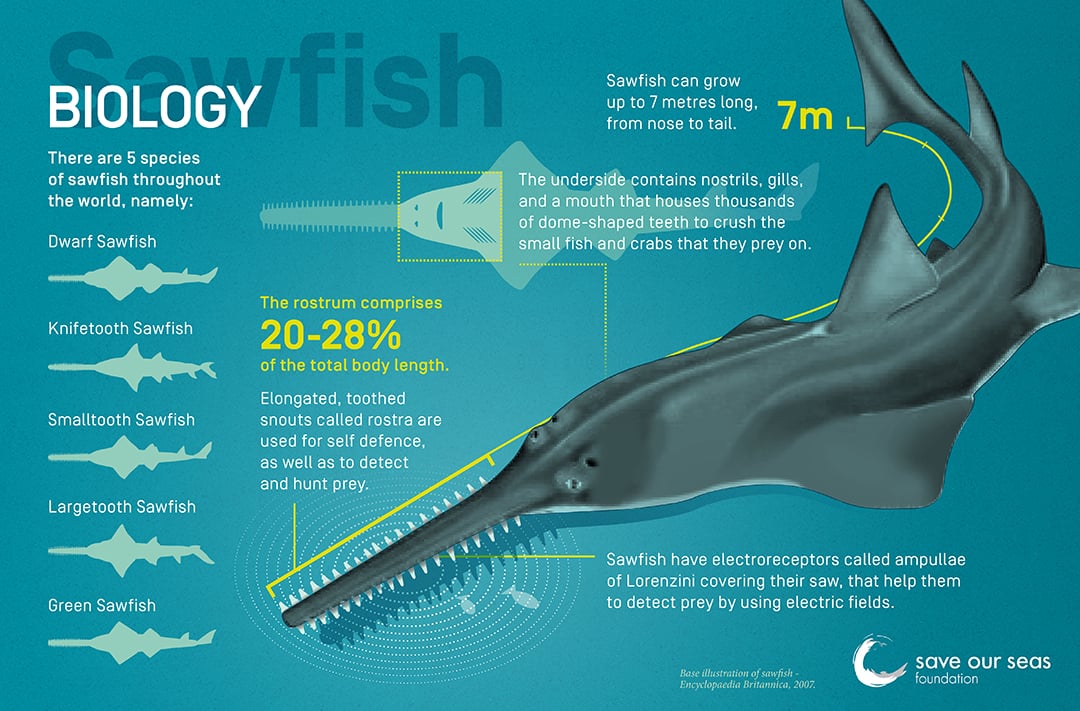 Smalltooth Sawfish