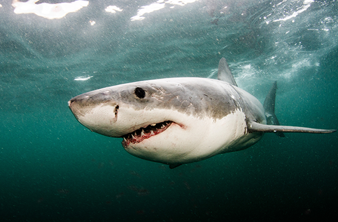 great white shark eating seal