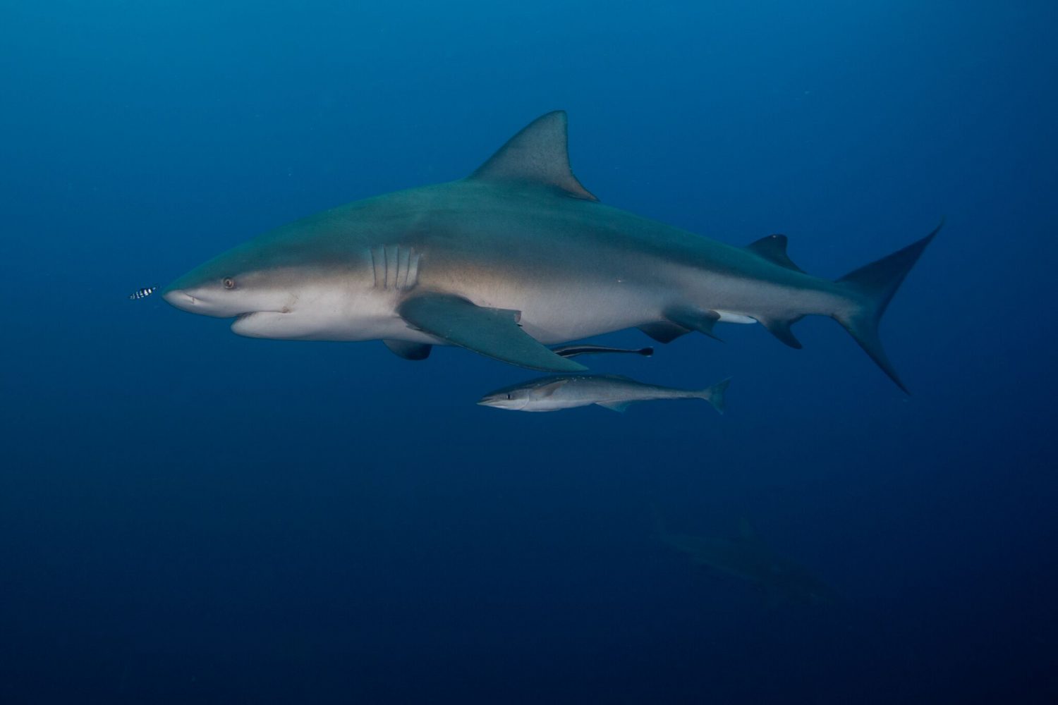 Acoustically tagged zambezi shark Photo by Ryan Daly_preview - Save Our ...