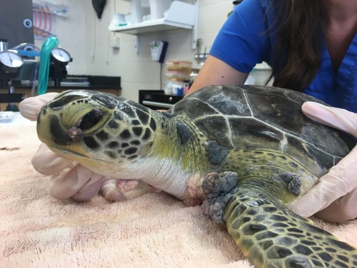 Can turtle tumours be treated? The answer is closer to home than we ...