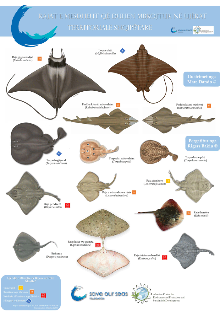 Rays and Stingrays Identification Guide